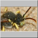 Nomada lathburiana - Wespenbiene m16b 10mm.jpg